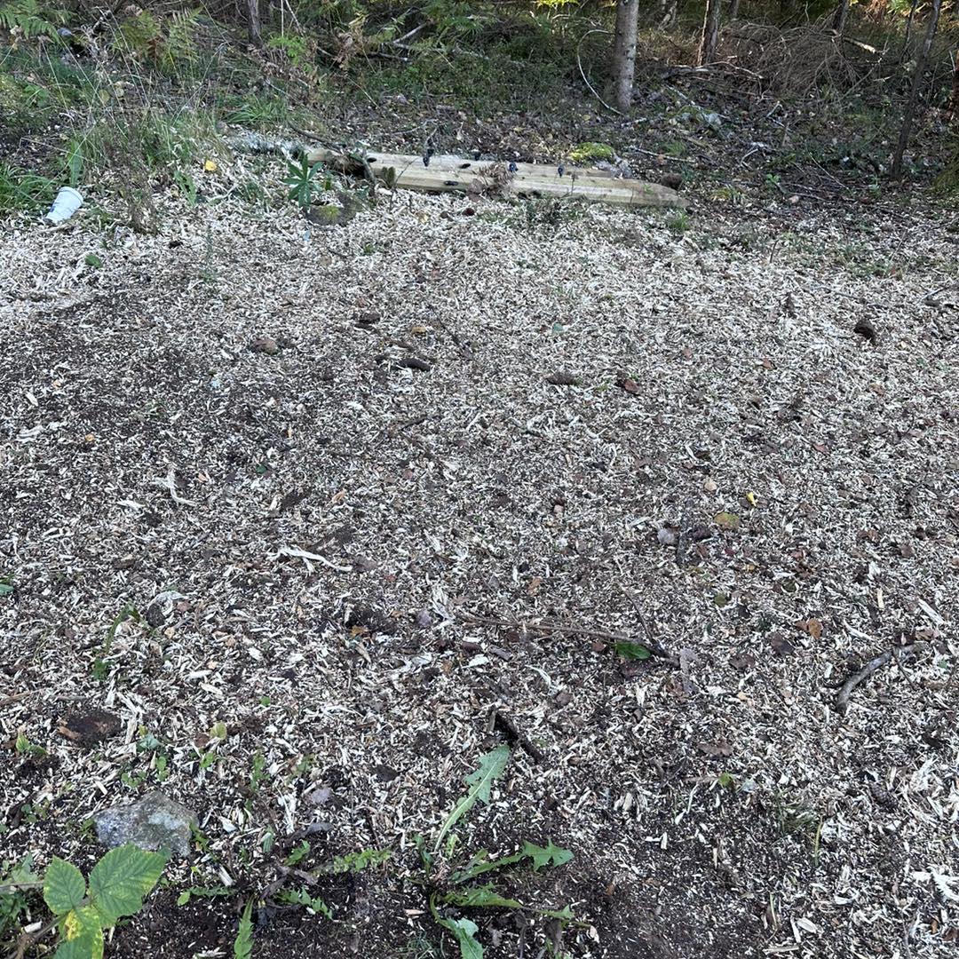 Stubbfräsning i trädgård